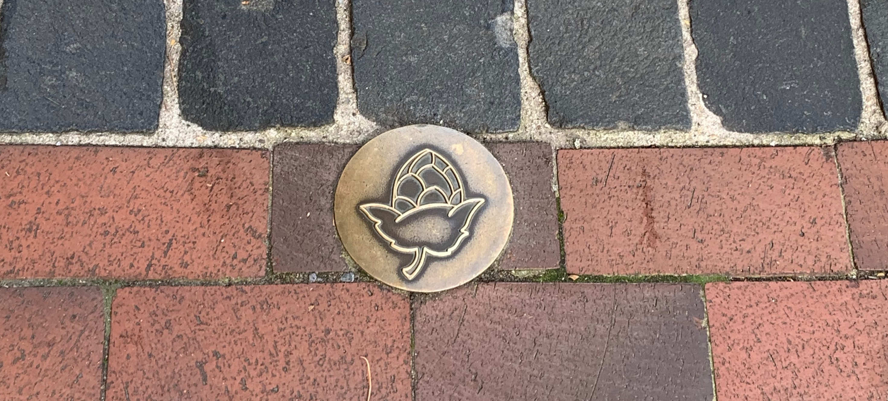 Hops are even in the pavement in Poperinge