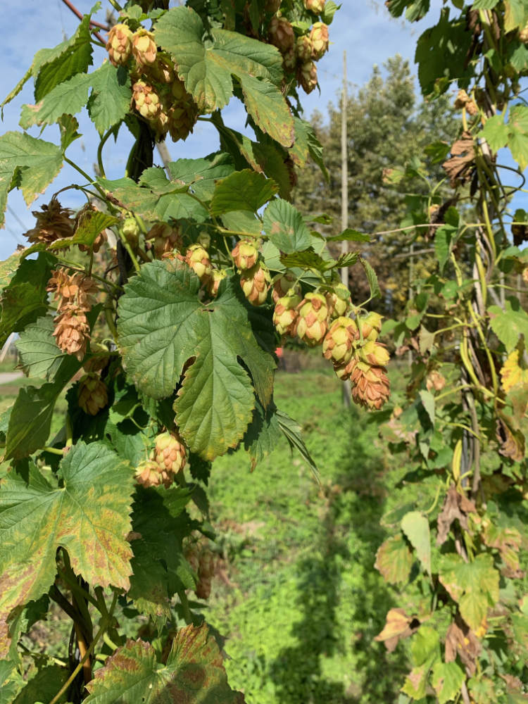 Poperinge Hops